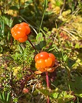 IMG_7141