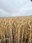 IMG_7341