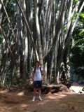 Giant bamboo