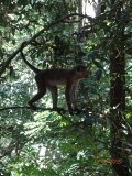 Monkey