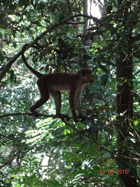 Monkey