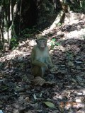 Monkey