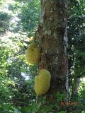 Jackfruit
