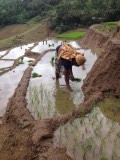 Rijst planten
