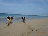 Koeien op het strand