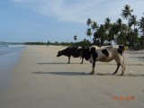 Koeien op het strand