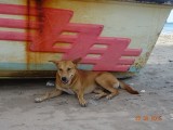 Doggie