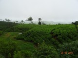 Theeplantages