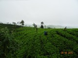 Theeplantages
