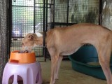 Browny probeert te drinken
