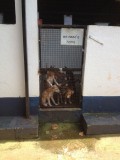Animal Rescue