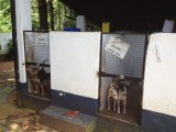Animal Rescue