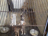 Animal Rescue