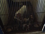 Animal Rescue