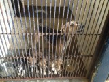 Animal Rescue