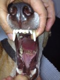 Browny zonder tong