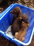 Mandje vol met zieke pups :(