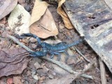 Schorpioen in de tuin