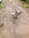 Moeder met pups op straat