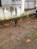 Moeder met pups op straat