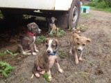 Puppies