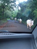 Dat loopt zomaar op de weg