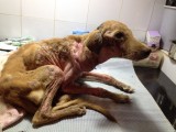 Strandhondje in zeer slechte toestand