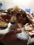 Strandhondje in zeer slechte toestand