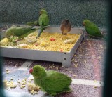 Zieke vogeltjes