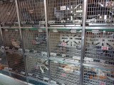 Kooien vol zieke vogels