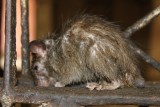 Ratje