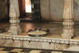 In de tempel staan schalen met melk