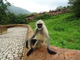 Monkey