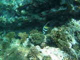 Banner fish