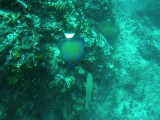 Angelfish
