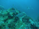 Rabbit fish