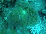 Anemoon met clown fish