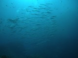 Barracuda's