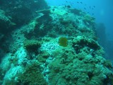 SJCM0362