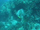 Bat fish