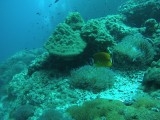 Butterfly fish