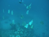 Bat fish