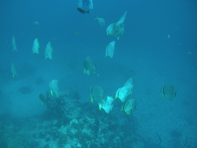 Bat fish