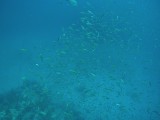 Fusilier fish