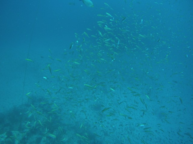 Fusilier fish