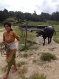 Op stap met je waterbuffel