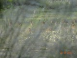 Spotted deer
