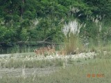 Spotted deer