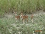 Spotted deer