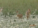 Spotted deer